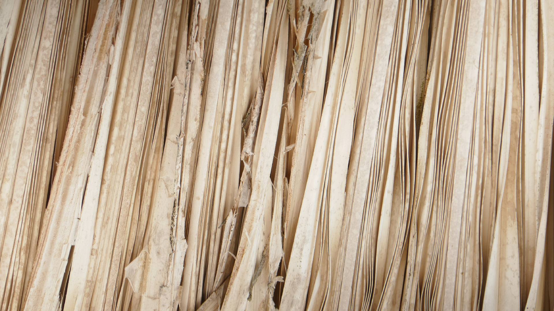 2022-10-29 13 Uhr 27 Playa Kalki (Foto, Video)